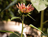 20221007 4419VRMw [D~LIP] Sonnenblume (Helianthus annuus), Bad Salzuflen