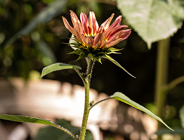 20221007 4419VRMw [D~LIP] Sonnenblume (Helianthus annuus), Bad Salzuflen