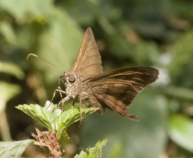 IMG 8241 Skipper-3