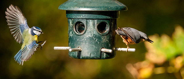 Nuthatch and blue tit