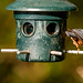 Nuthatch and blue tit