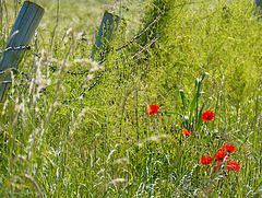 Field Poppies