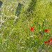 Field Poppies