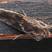 20231028 3884CPw [D~LIP] Türkische Motte (Chrysodeixis chalcites), BS