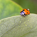 Ladybird with Water Droplets
