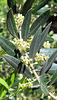 Olive in Blüte