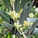 Olive in Blüte