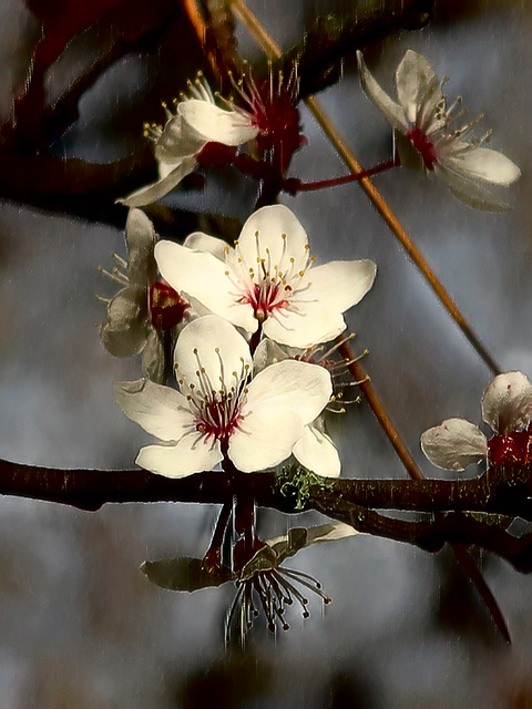 Blossoms 4