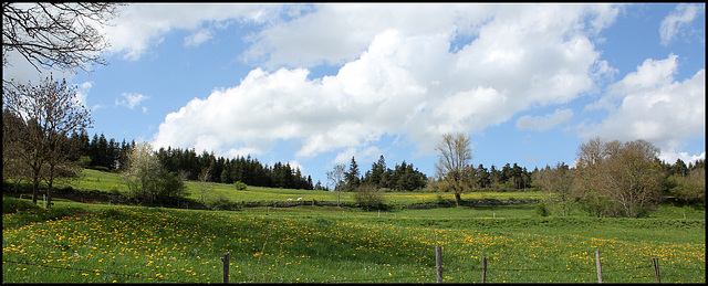 Prairies au printemps