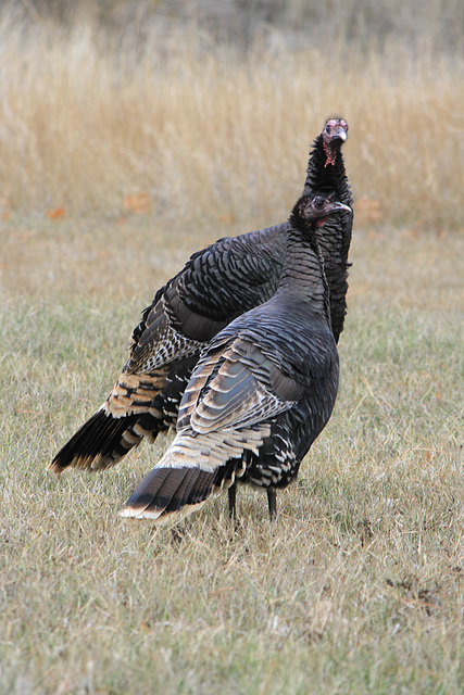 Wild Turkeys