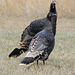 Wild Turkeys