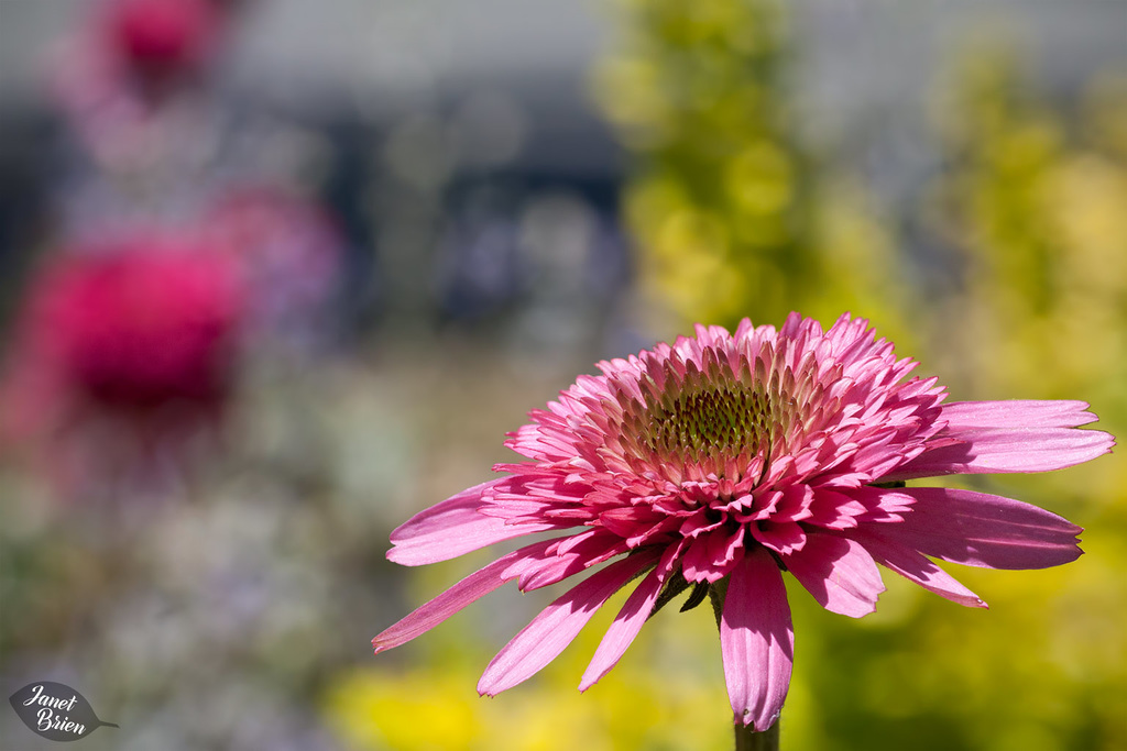 91/366: Pink Coneflower in a Sea of Flower Bokeh