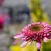 91/366: Pink Coneflower in a Sea of Flower Bokeh
