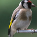 Niger seed will always bring in the goldfinch