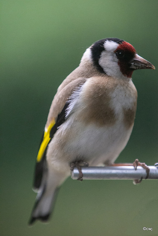 Niger seed will always bring in the goldfinch