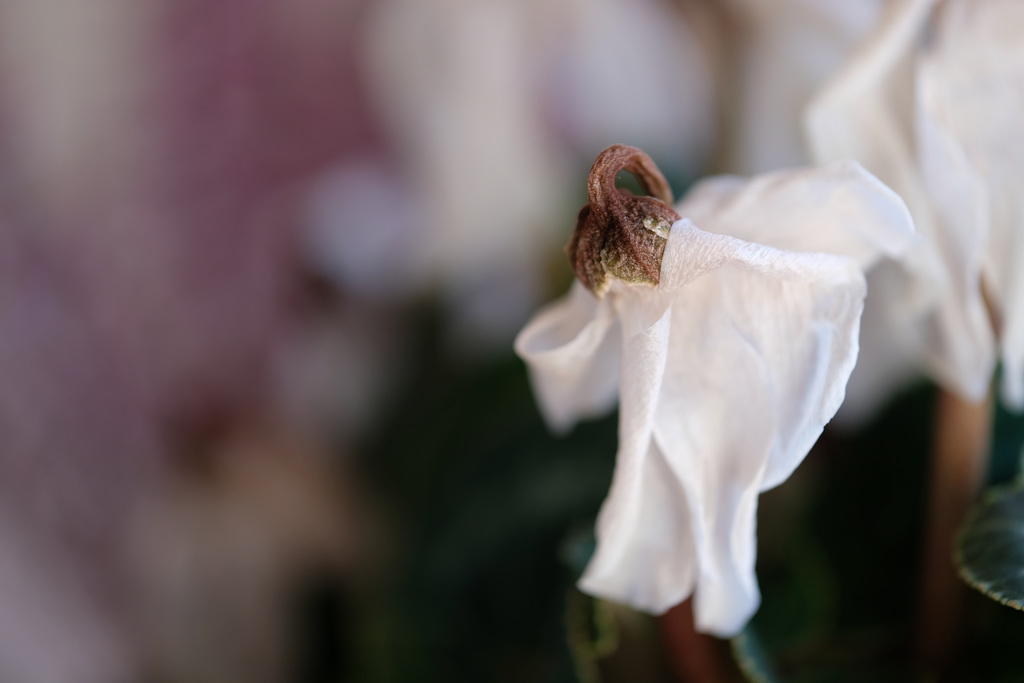 DSCF4853