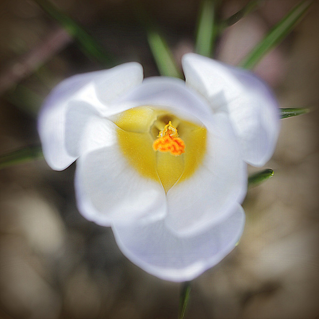 Cœur de crocus