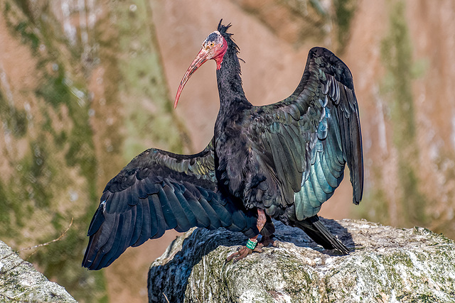 Ibis taking the sun