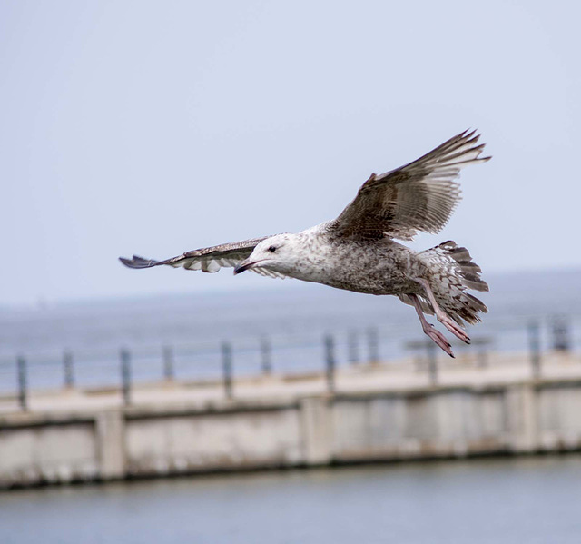 Seagull May set (13)