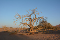 Namibia, Withering Tree in The Sossusvlei National Park