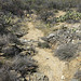 Desert Wash, Saguaro National Park