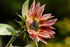 20221007 4422VRMw [D~LIP] Sonnenblume (Helianthus annuus), Bad Salzuflen