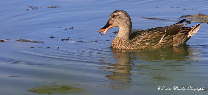 Canard colvert ( femelle )