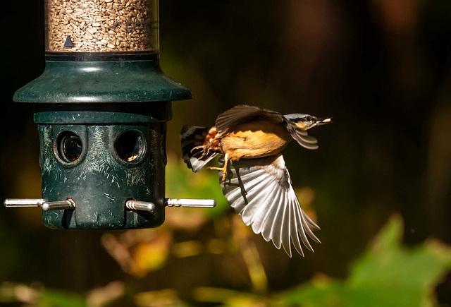 Nuthatch