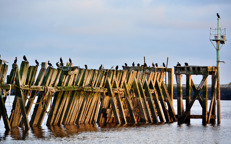 Perfect perch for cormorants and gulls!