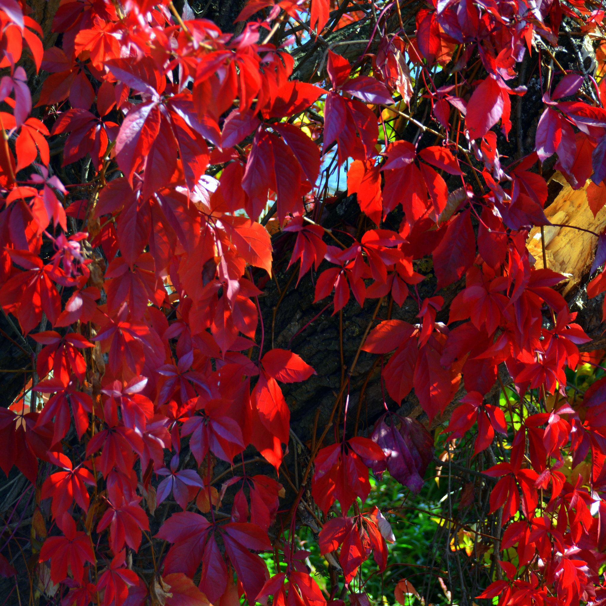 HFF - Guirlandes automnales  / Autumn garlands