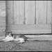 Jeune chatte et vieille porte