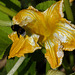 Dans un jardin bio