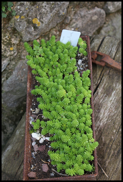 Sedum sexangulare