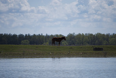 Das wilde Pferd in Jermakiw-Insel