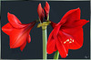 Amaryllis (Hippeastrum, Ritterstern). In voller Blüte, Tag 7. In full bloom, Day 7. ©UdoSm