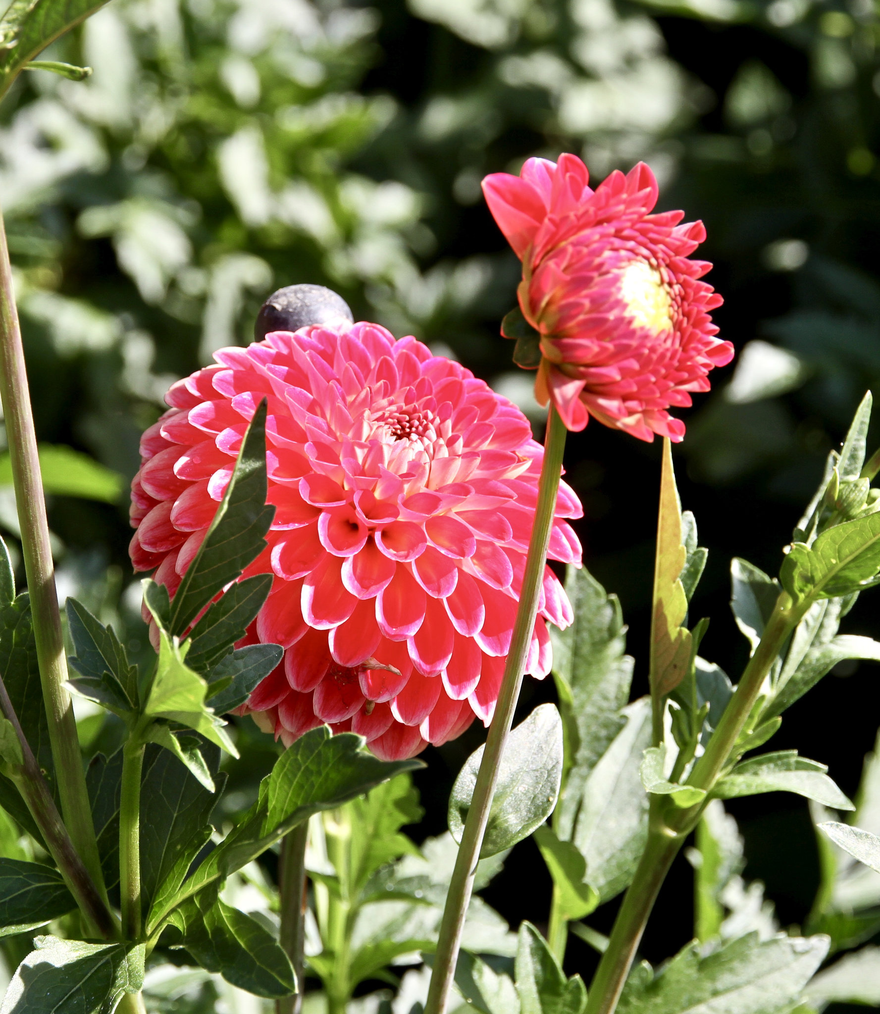 Dahlienblüte auf Mainau