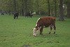 Quietly grazing at the dairy farm