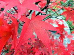 Japanese Maple