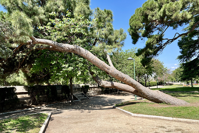 Valencia 2022 – Tree taking a siesta