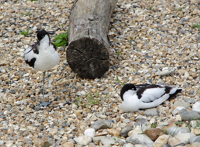 Avocets