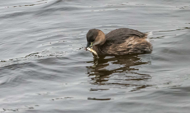 Little grebe