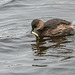 Little grebe