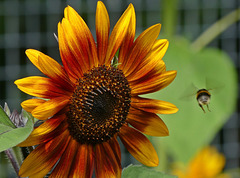 Dans un jardin bio