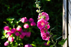 5D3 7994-FHD