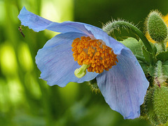 Himalayan Blue Poppy