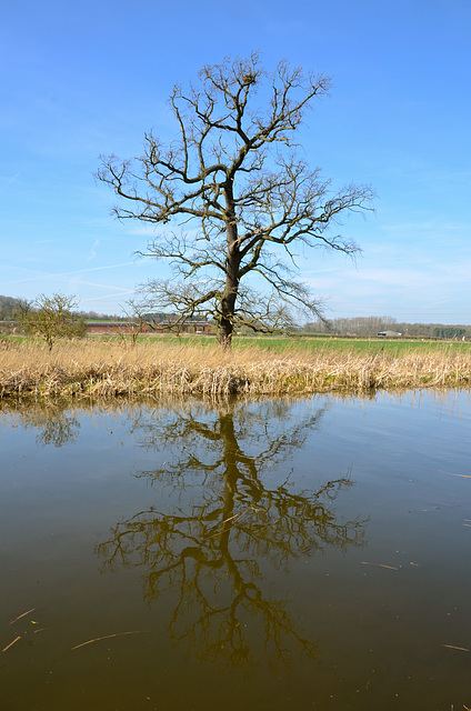 Lone canal tree