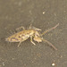 EF7A8168springtail