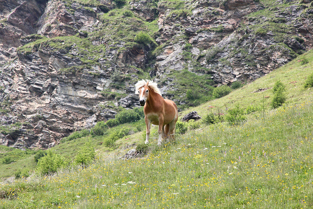 Haflinger (PIP)