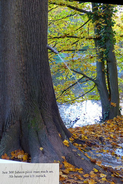 Pinkelbaum, Frankfurter Stadtwald Pinkelbaum, Frankfurter Stadtwald