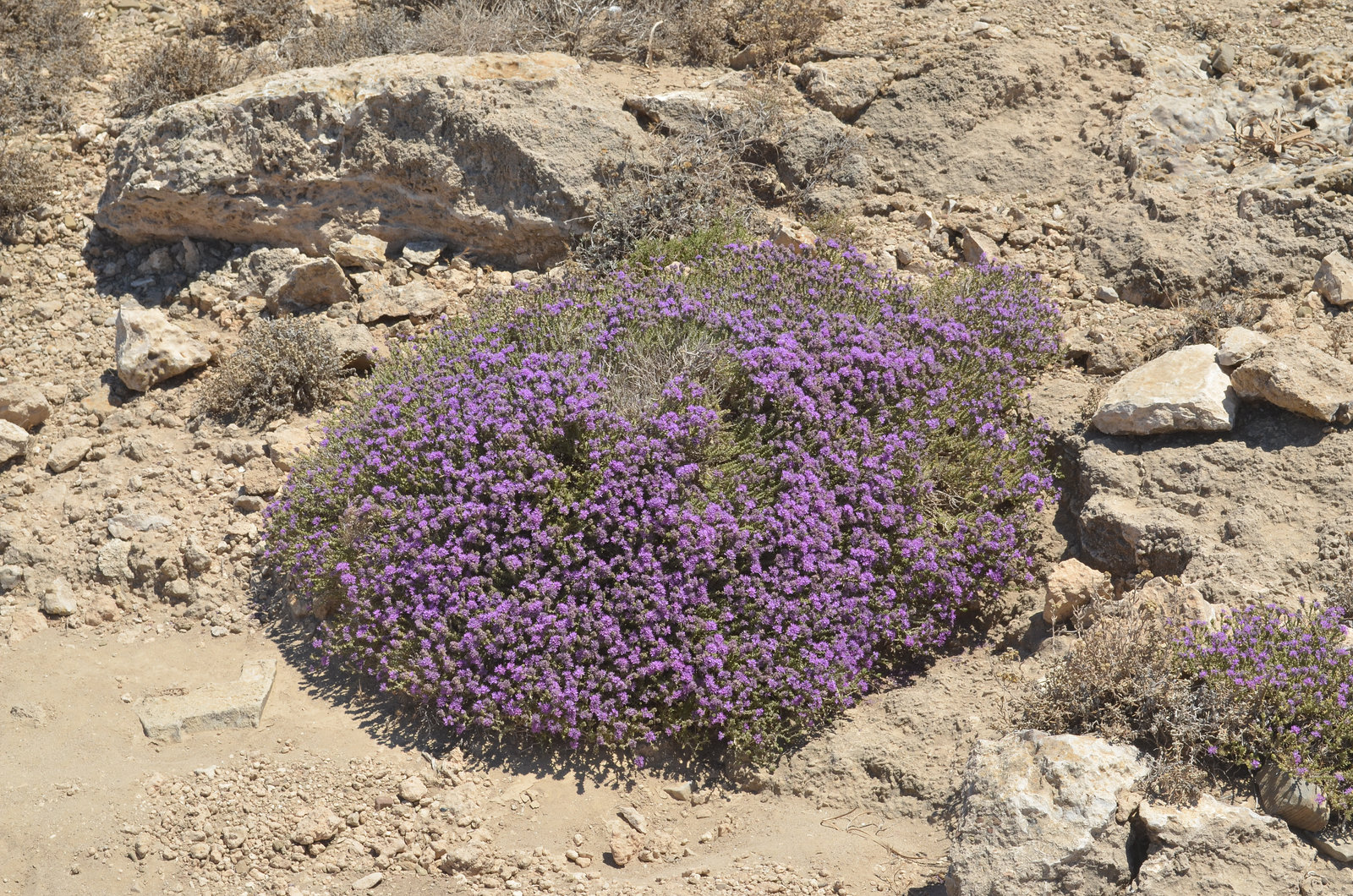 Rhodes, Prasonisi, Like the heather, but not heather (probably Thýmus vulgáris)